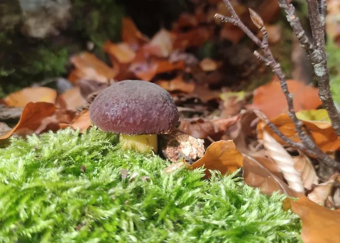 Апартаменты Sniezny *